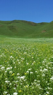 绿野繁花 春日浪漫景致