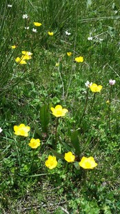 草地上的黄色小花绽放