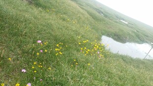 山坡湖畔绽放的黄色小花