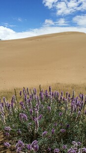 沙漠中的紫色花卉景观