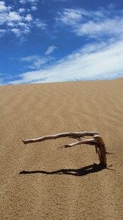 沙漠中的孤独枯木