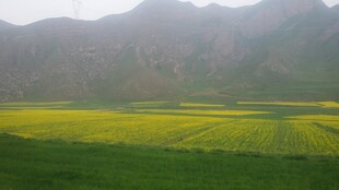 山间油菜田美景