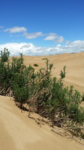 沙漠中的绿色植被