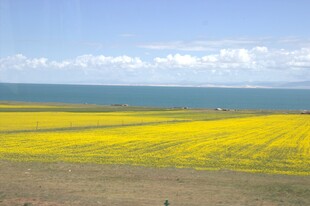 青海湖畔金黄油菜花海