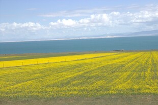 金黄花海与辽阔大海美景