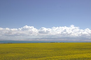 广袤田野上的蓝天白云