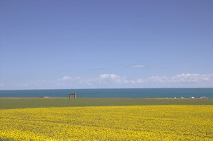 金黄花海与蓝天碧海之景