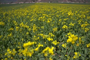 金黄油菜花海美景