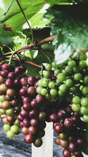 葡萄藤上色彩缤纷的葡萄