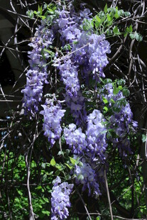 紫藤花 