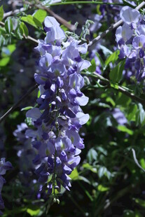 紫藤花  