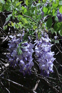 紫藤花  
