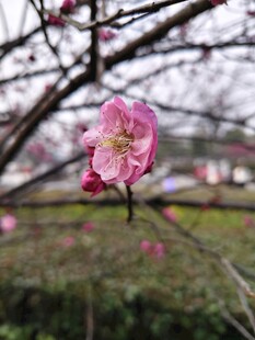 枝头绽放的娇艳粉色梅花