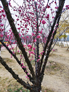 枝头绽放的粉嫩梅花