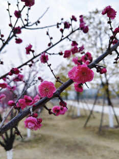枝头绽放的娇艳粉色梅花