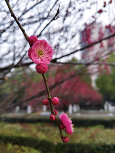 枝头绽放的娇艳粉色梅花