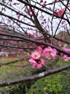 枝头梅花