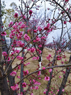 枝头绽放的粉嫩繁花