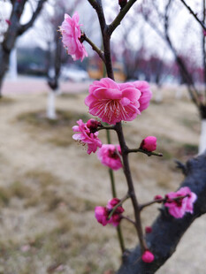 枝头绽放的娇艳粉色梅花