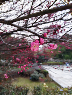 枝头绽放的娇艳粉色花朵