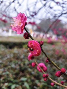 娇艳红梅绽放枝头