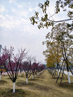 多彩树木梅花树