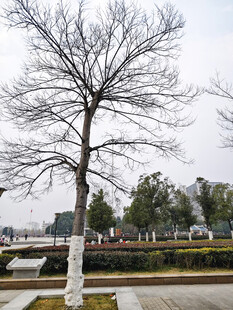 冬日路旁光秃树木