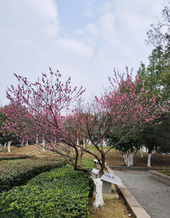 一棵梅花树