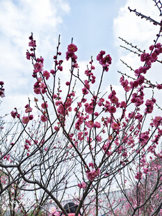 枝头绽放的艳丽红梅