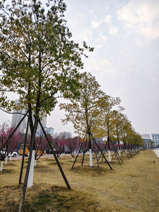 户外树木支撑场景