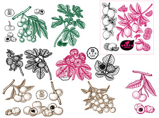 多样花卉植物图案素材