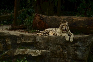 岩石上休憩的白虎