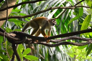松鼠猴栖息于繁茂树枝间