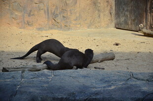黑豹趴在木头上休憩