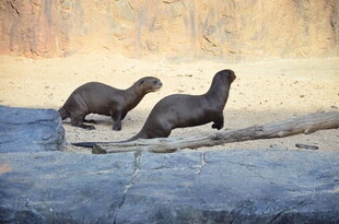 两只海獭在木头上活动