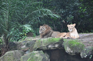 岩石上休憩的狮子与老虎
