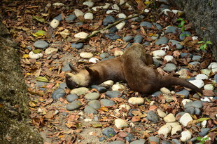 地上休憩的松鼠