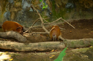 林间双猴觅食场景