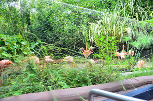 草丛中的橙色蘑菇