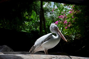 水边鹈鹕 背景绿植繁花