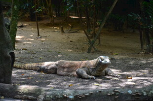 趴在地上的科莫多巨蜥