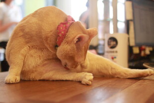 橘猫惬意地自我清洁