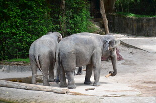 动物园中三头大象的身影