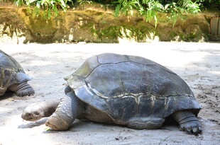 沙滩上的大乌龟