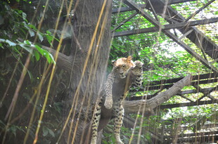 老虎在丛林环境中活动