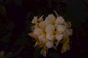 绽放的淡黄花朵