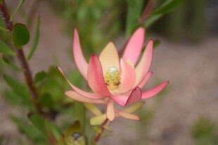 娇艳粉色花朵特写