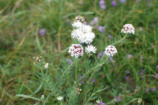 草地上的白色小花