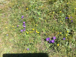 草地上的紫色与黄色小花