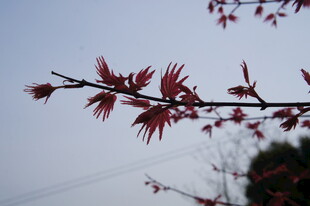 红枫树枝 展现自然之美